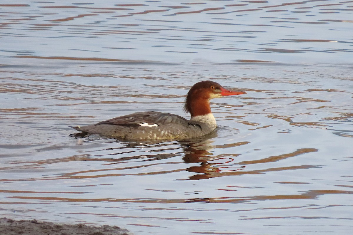 Common Merganser - ML646979057