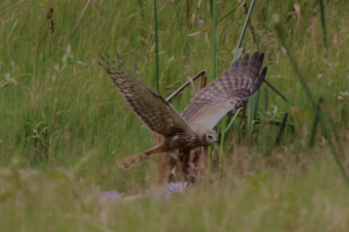 African Marsh Harrier - ML646979058
