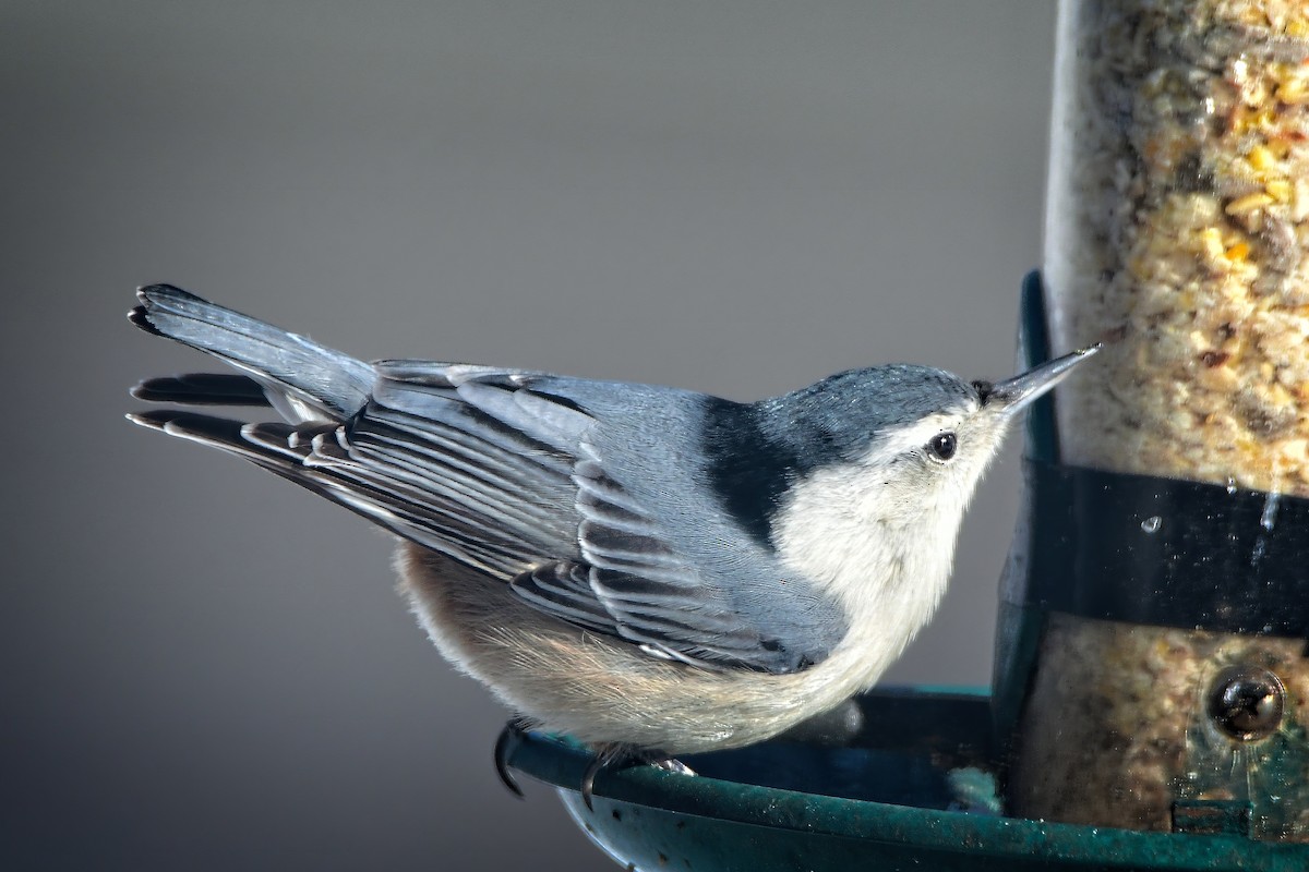 brhlík běloprsý - ML646979070