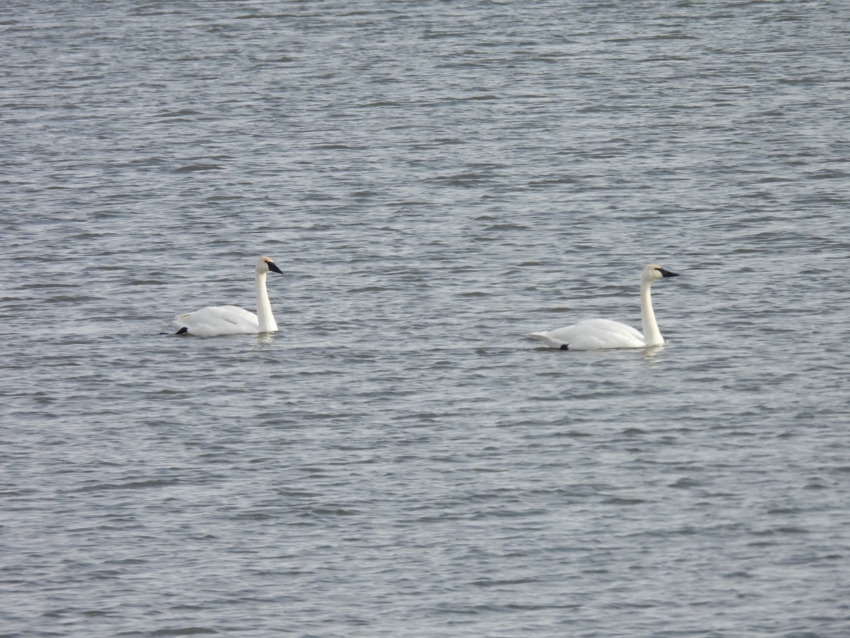 Trumpeter Swan - ML646979076