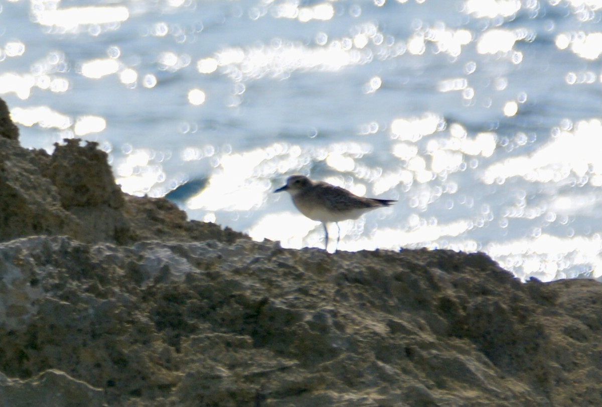 Буурал сүвээ цагаан - ML646979077