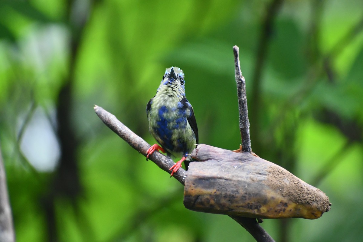 Красноногий саи - ML646979084