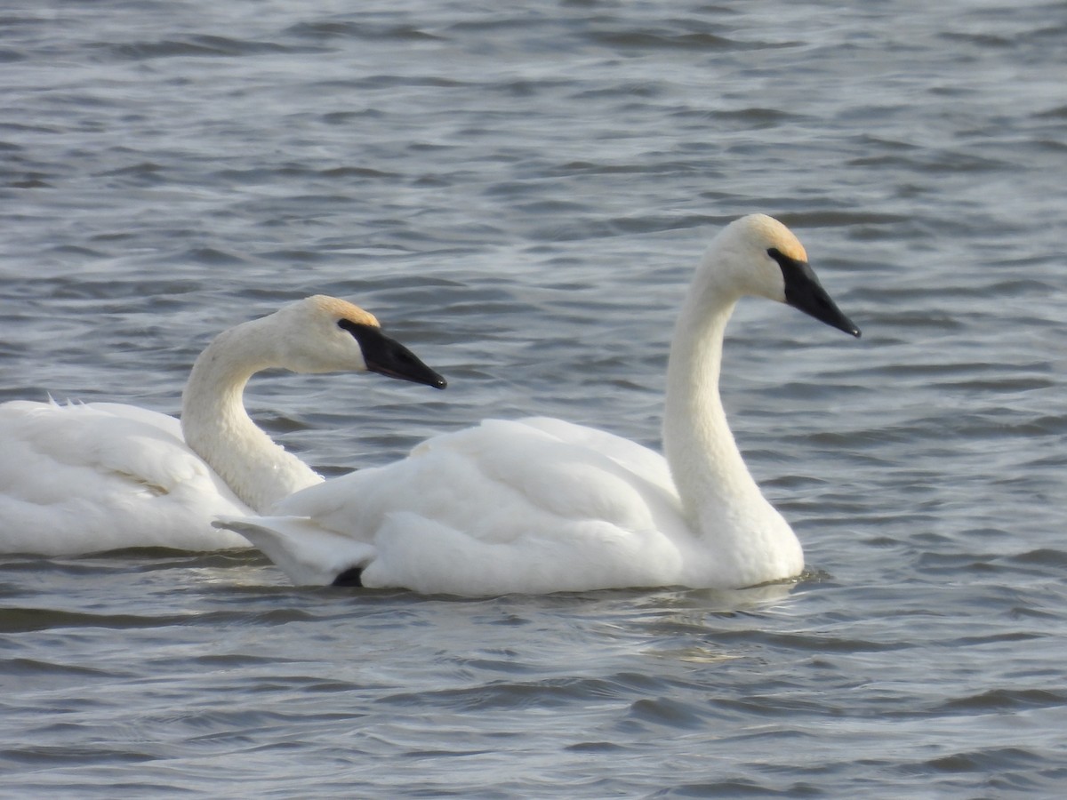 Trumpeter Swan - ML646979085