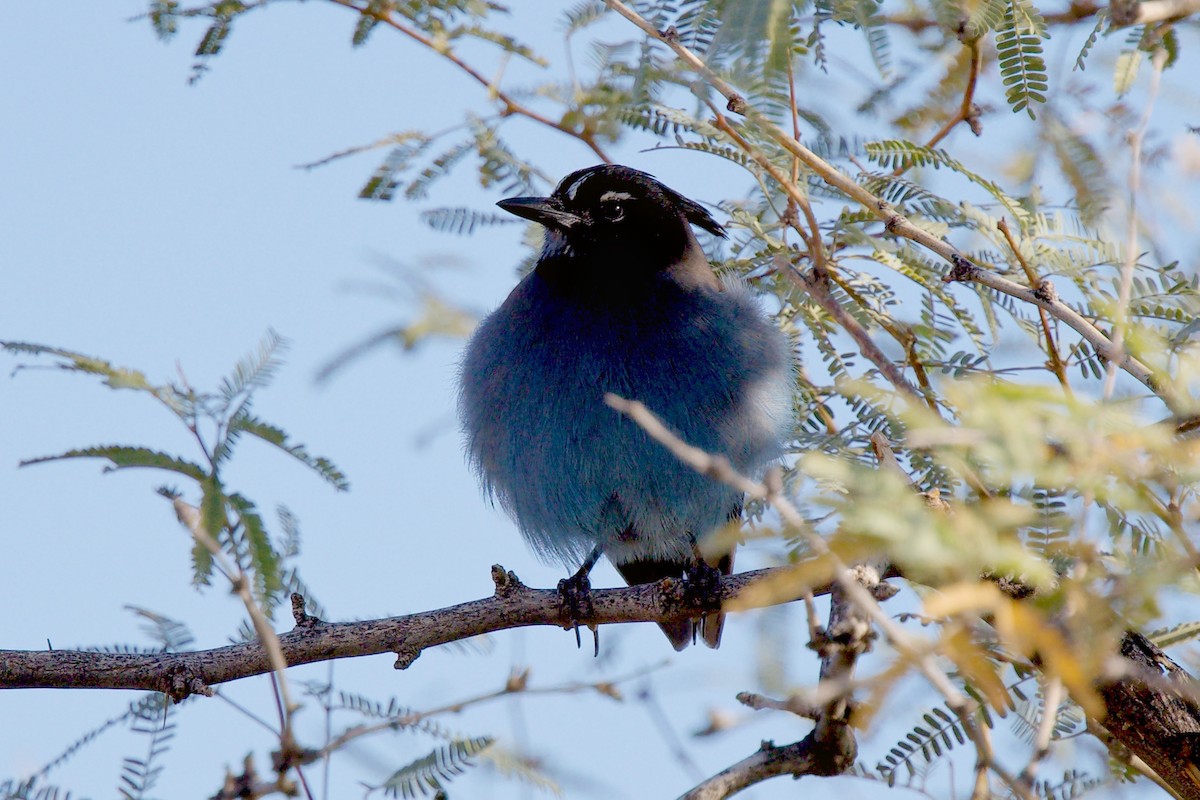 Steller Kargası - ML646979086