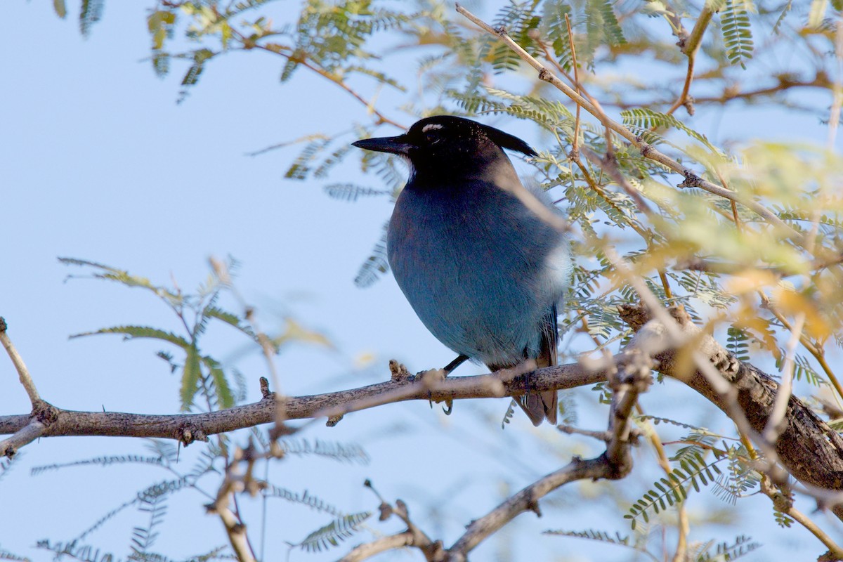 Steller Kargası - ML646979087