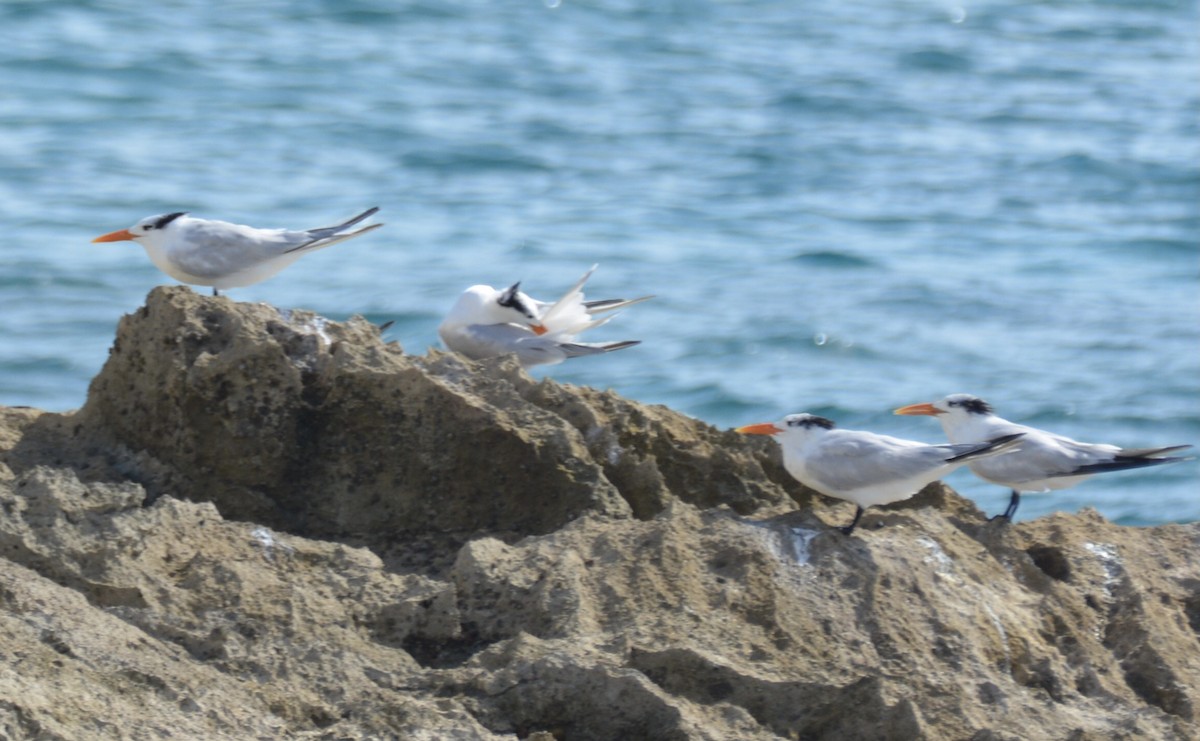 Royal Tern - ML646979091