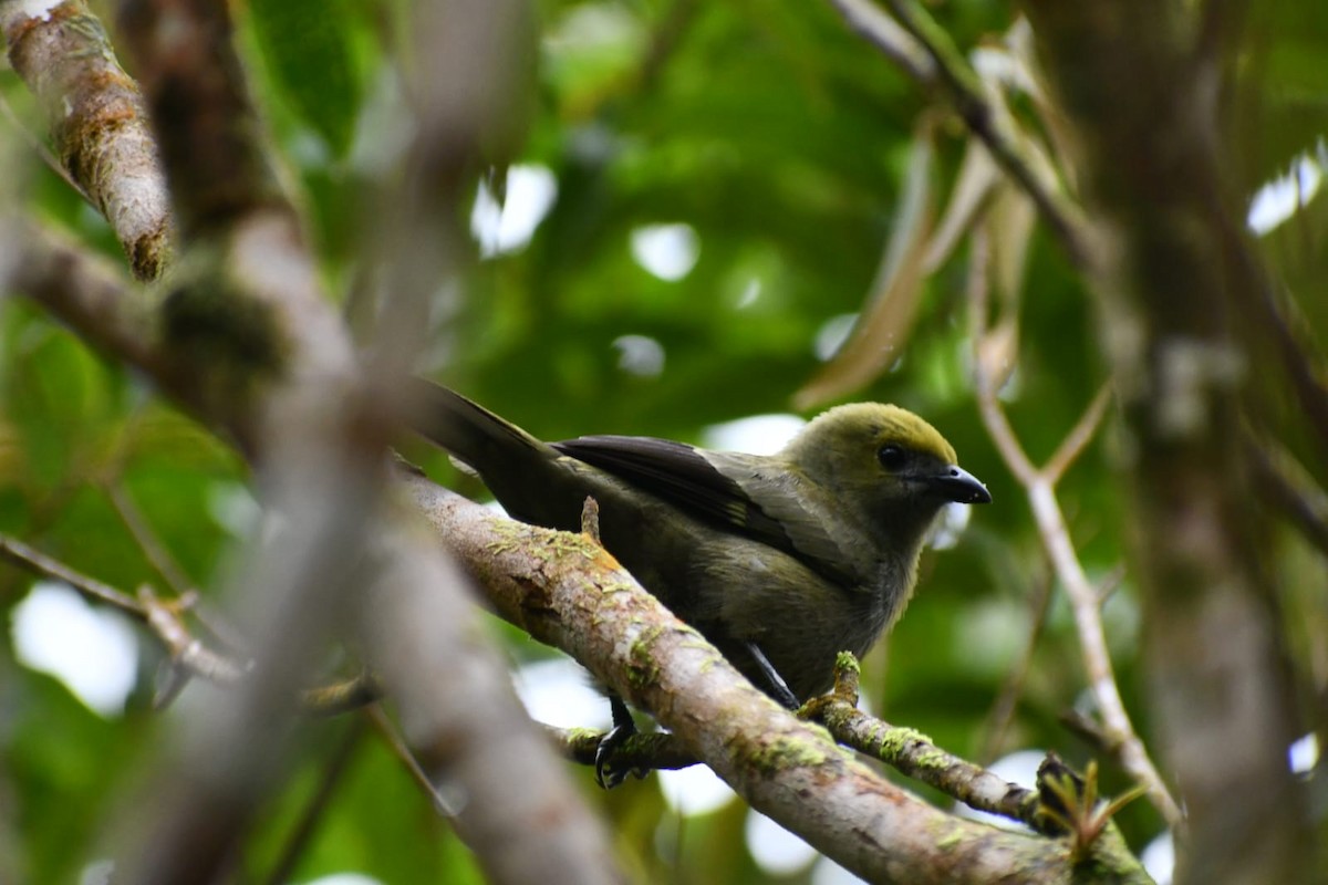 Tangara Palmera - ML646979096