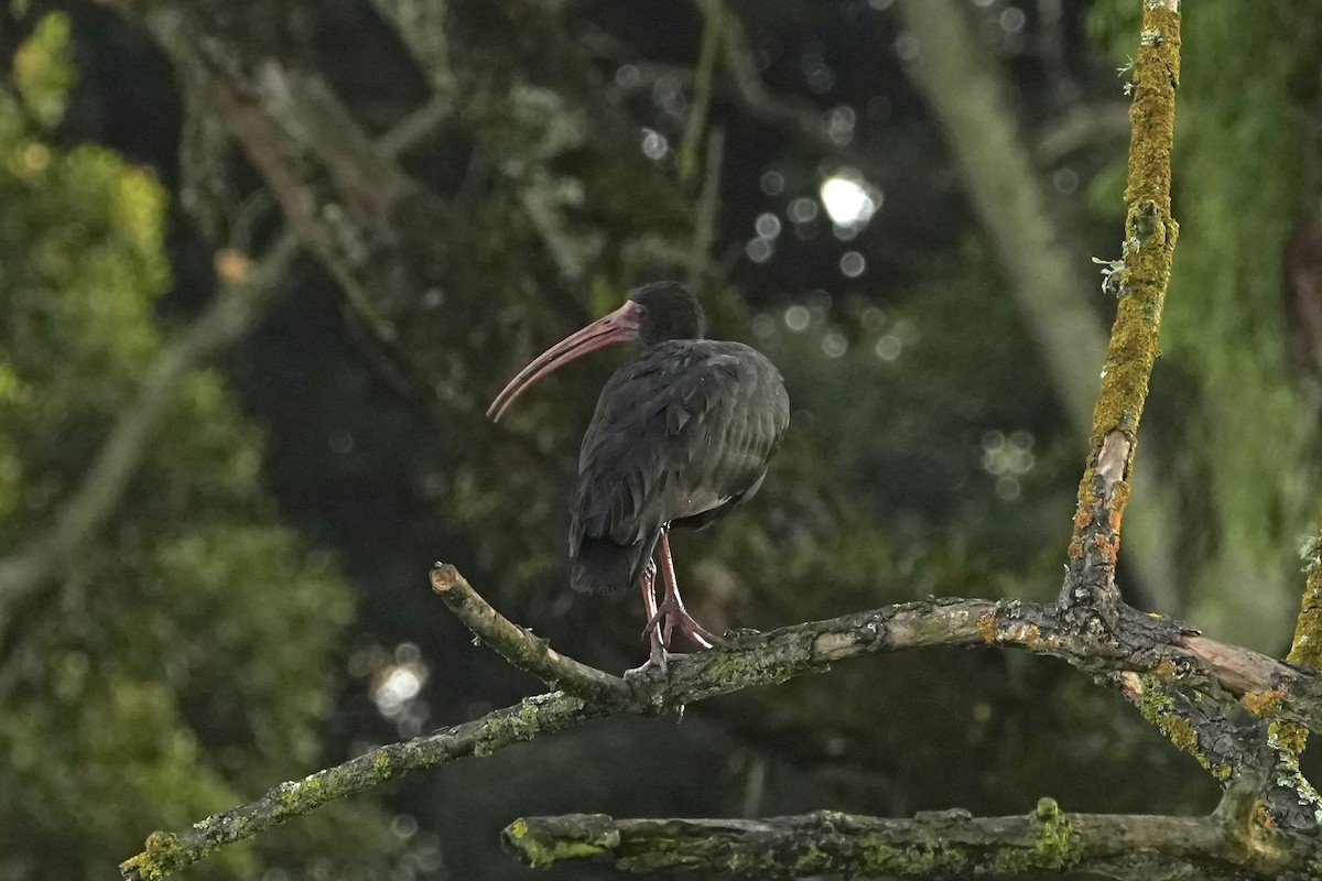 Ібіс чорний - ML646979098