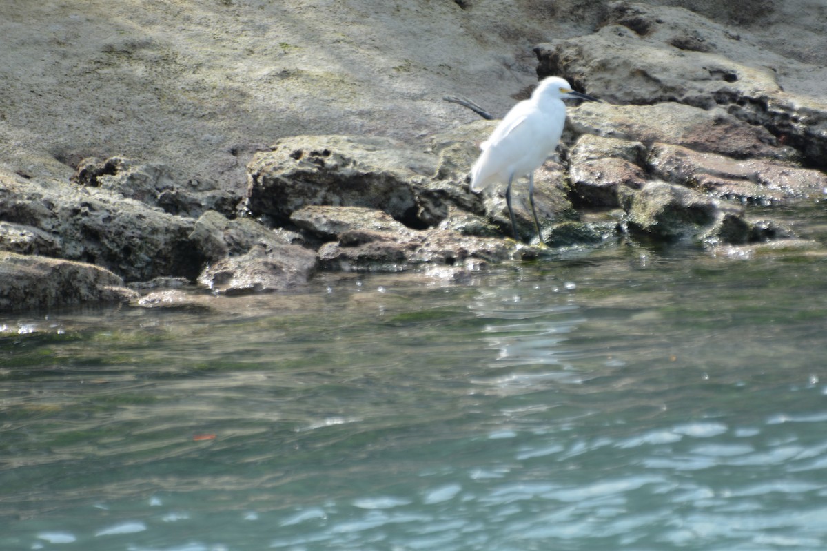 Snowy Egret - ML646979103