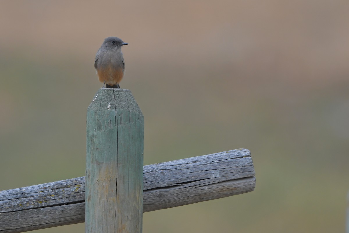 Zimtbauch-Phoebetyrann - ML646979104