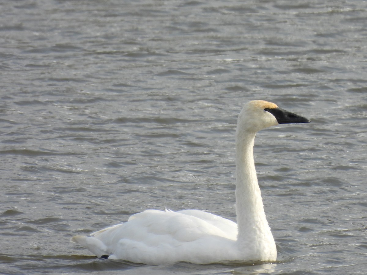 Trumpeter Swan - ML646979106