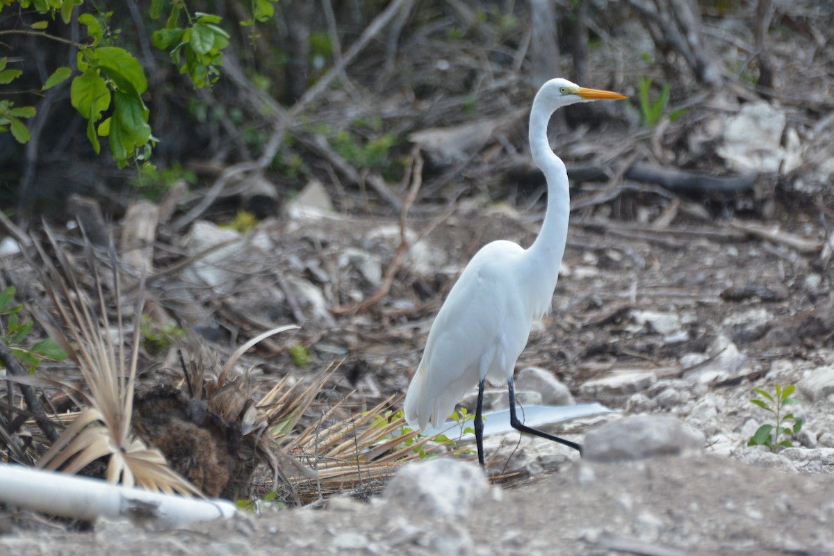 Цасч дэглий - ML646979111