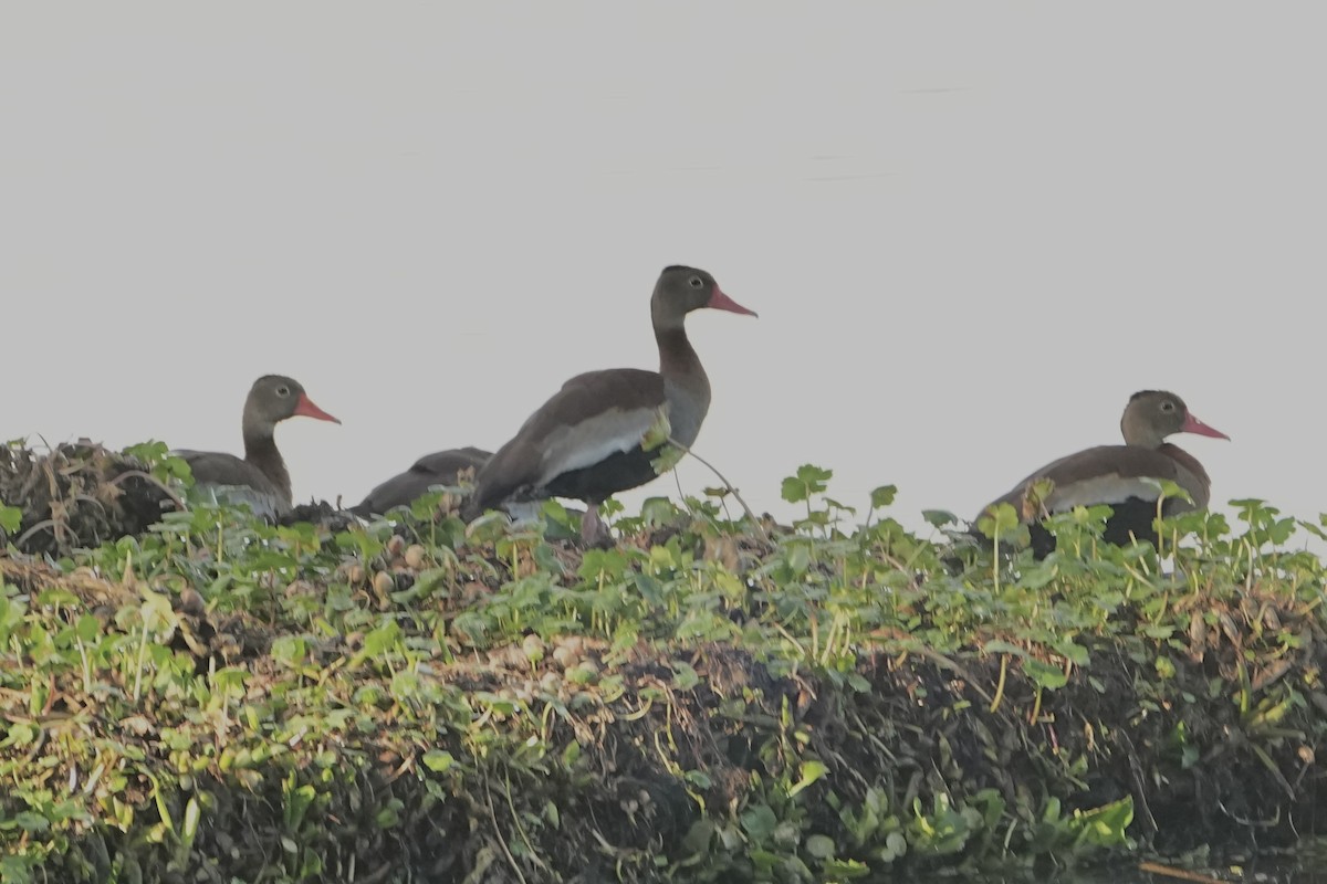 Black-bellied Whistling-Duck - ML646979112