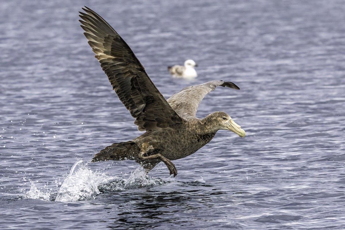 Petreltzar argia - ML646979114
