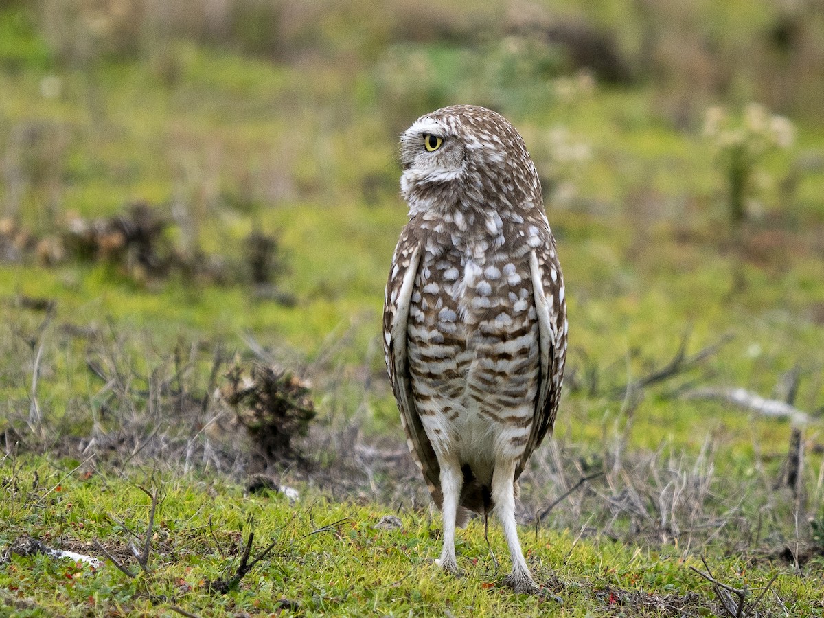 Burrowing Owl - ML646979115