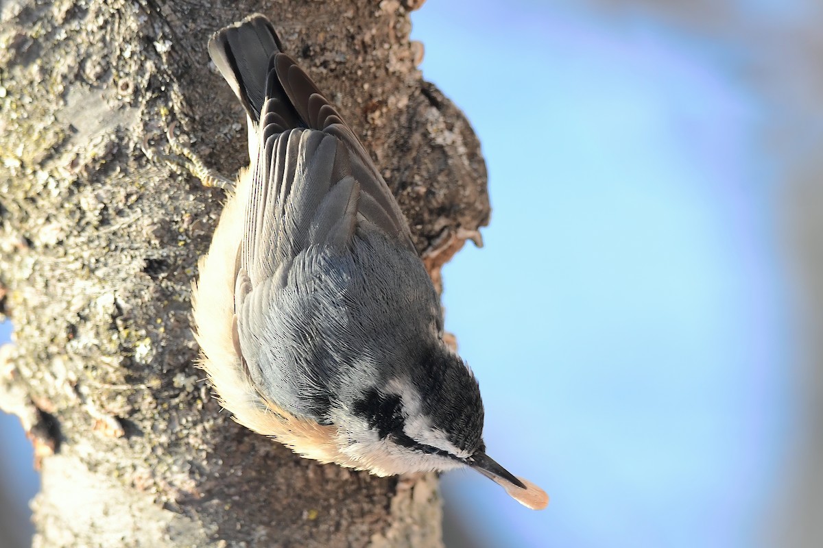 brhlík americký - ML646979123