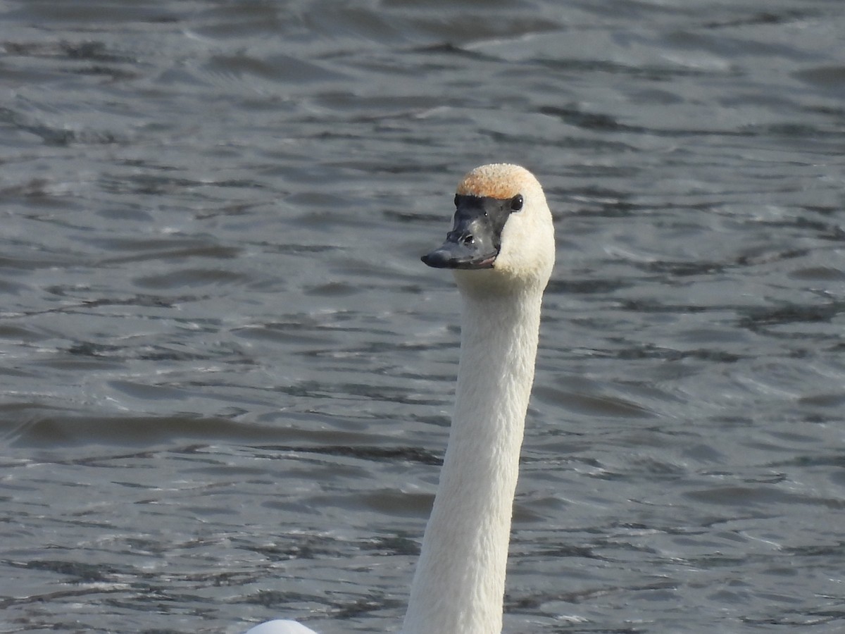 Trumpeter Swan - ML646979127