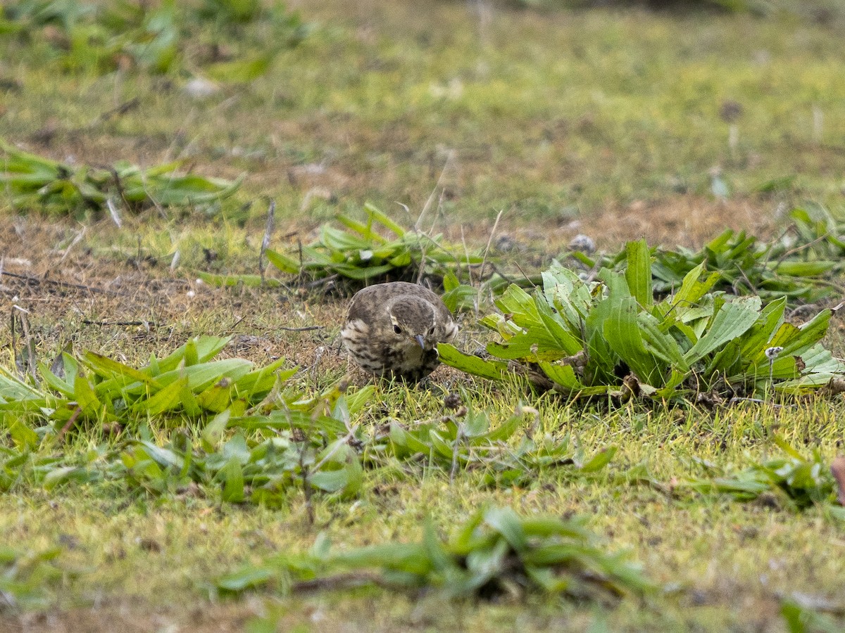 American Pipit - ML646979132