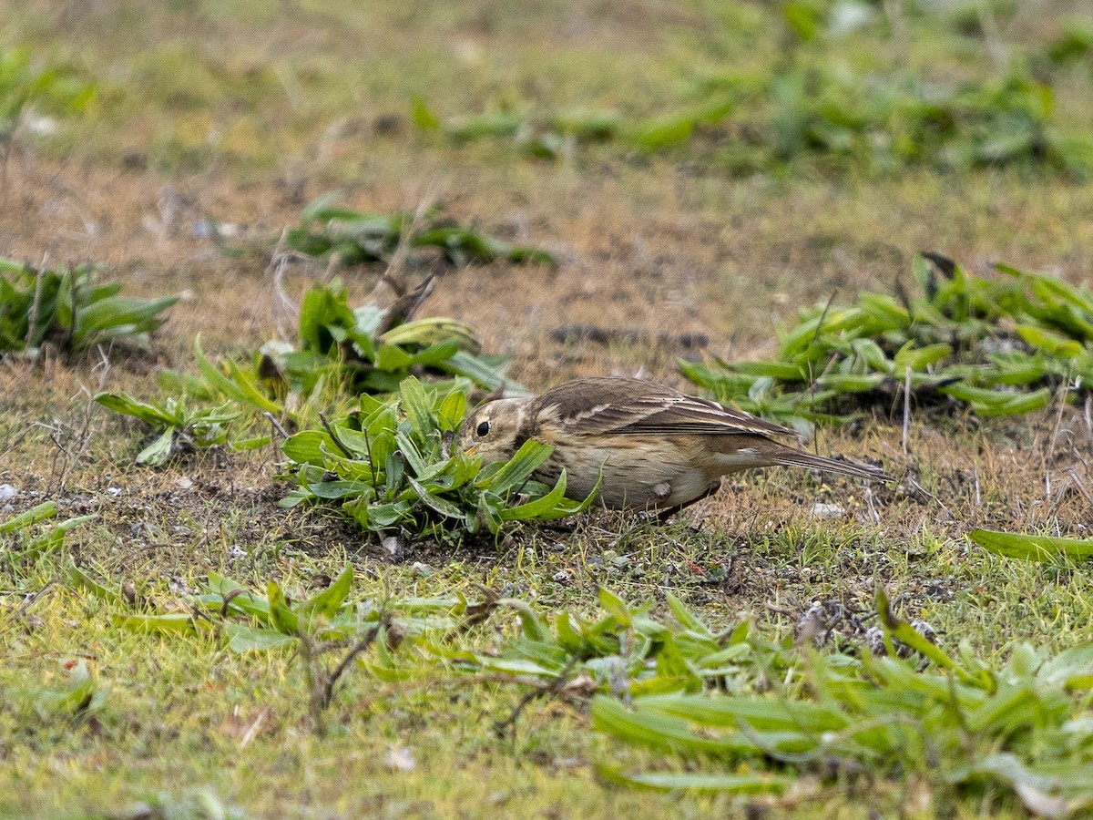 American Pipit - ML646979142