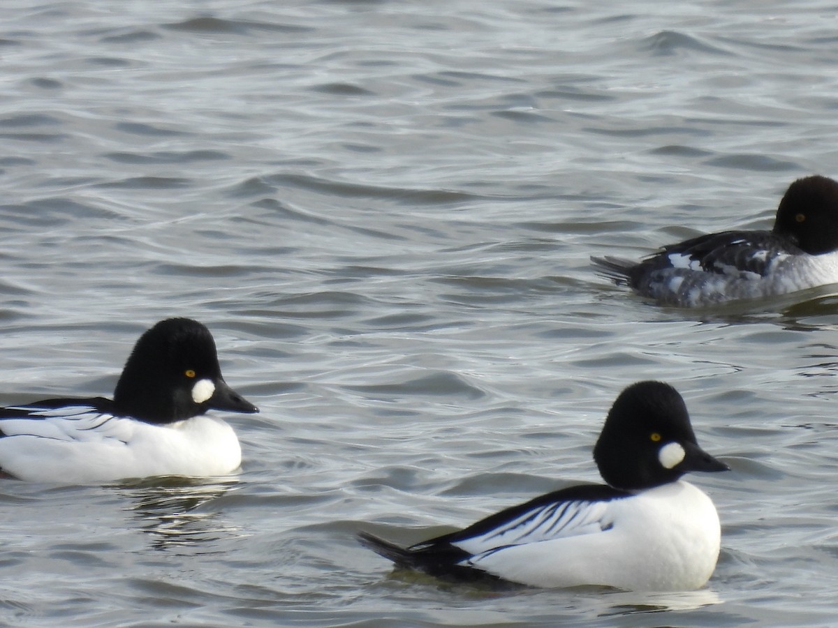 Common Goldeneye - ML646979151