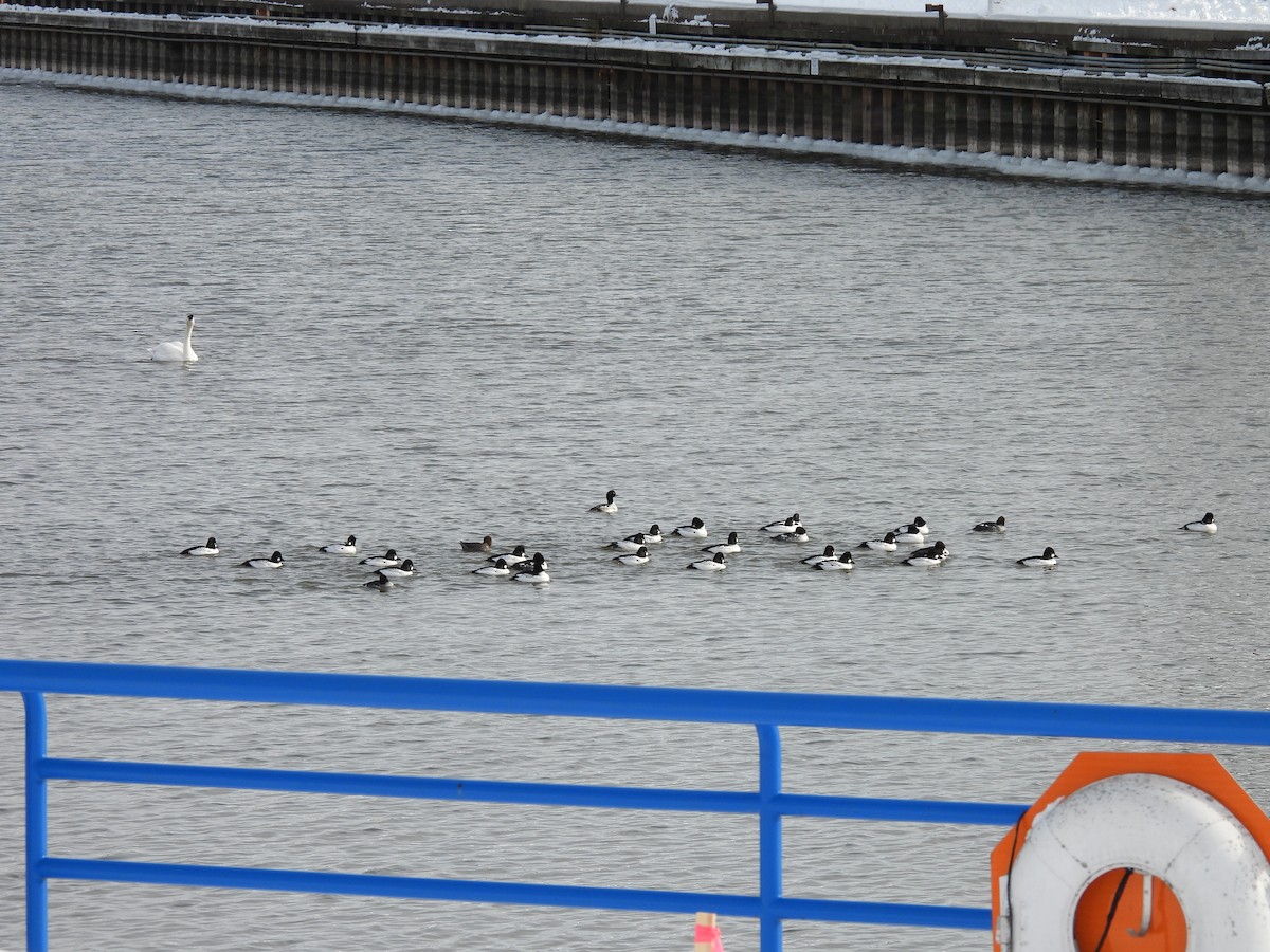 Common Goldeneye - ML646979153