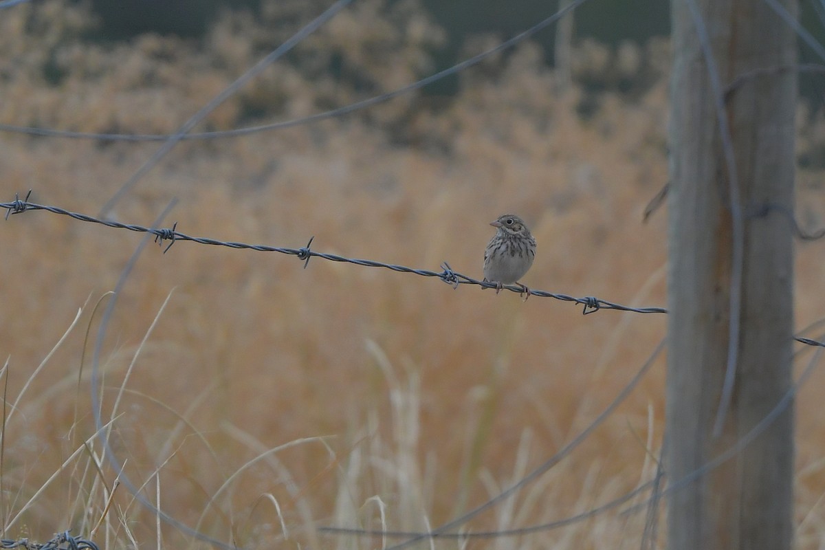 Vesper Sparrow - ML646979154