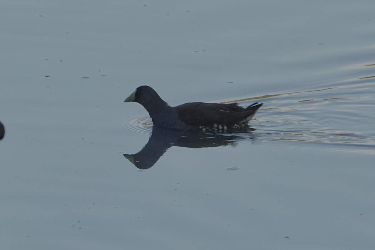Spot-flanked Gallinule - ML646979156