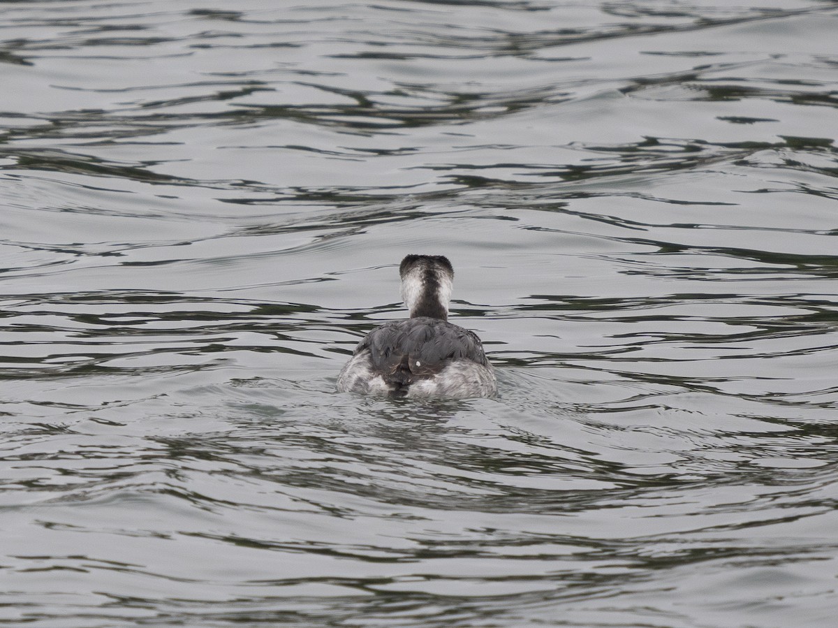 Horned Grebe - ML646979167