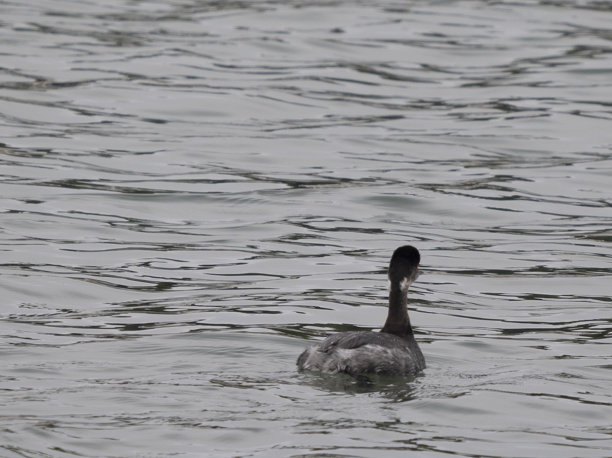 Eared Grebe - ML646979169