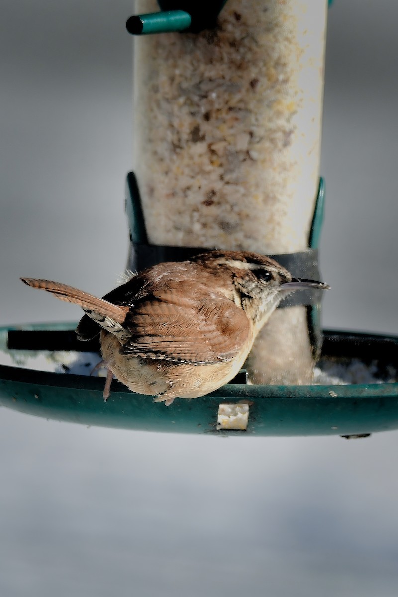 střízlík karolínský - ML646979170