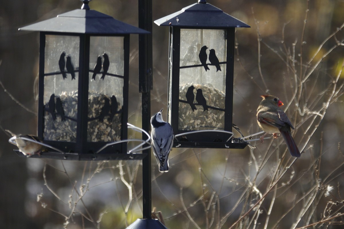 Sittelle à poitrine blanche - ML646979190
