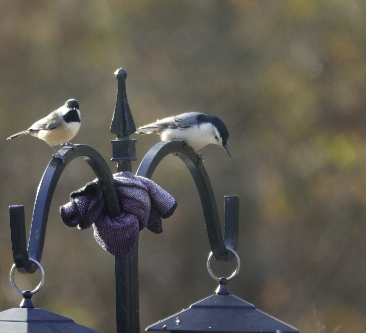 Sittelle à poitrine blanche - ML646979194