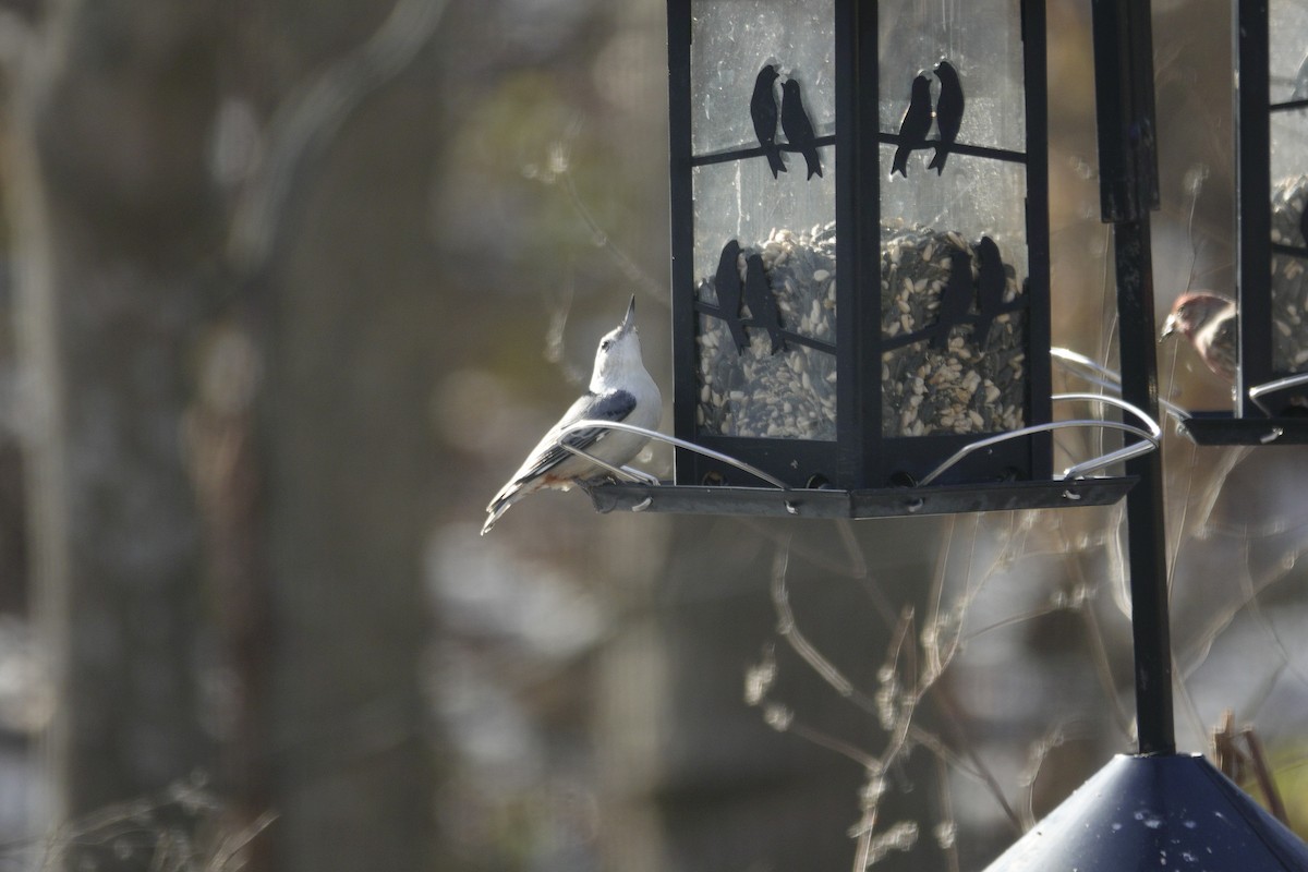 Sittelle à poitrine blanche - ML646979198