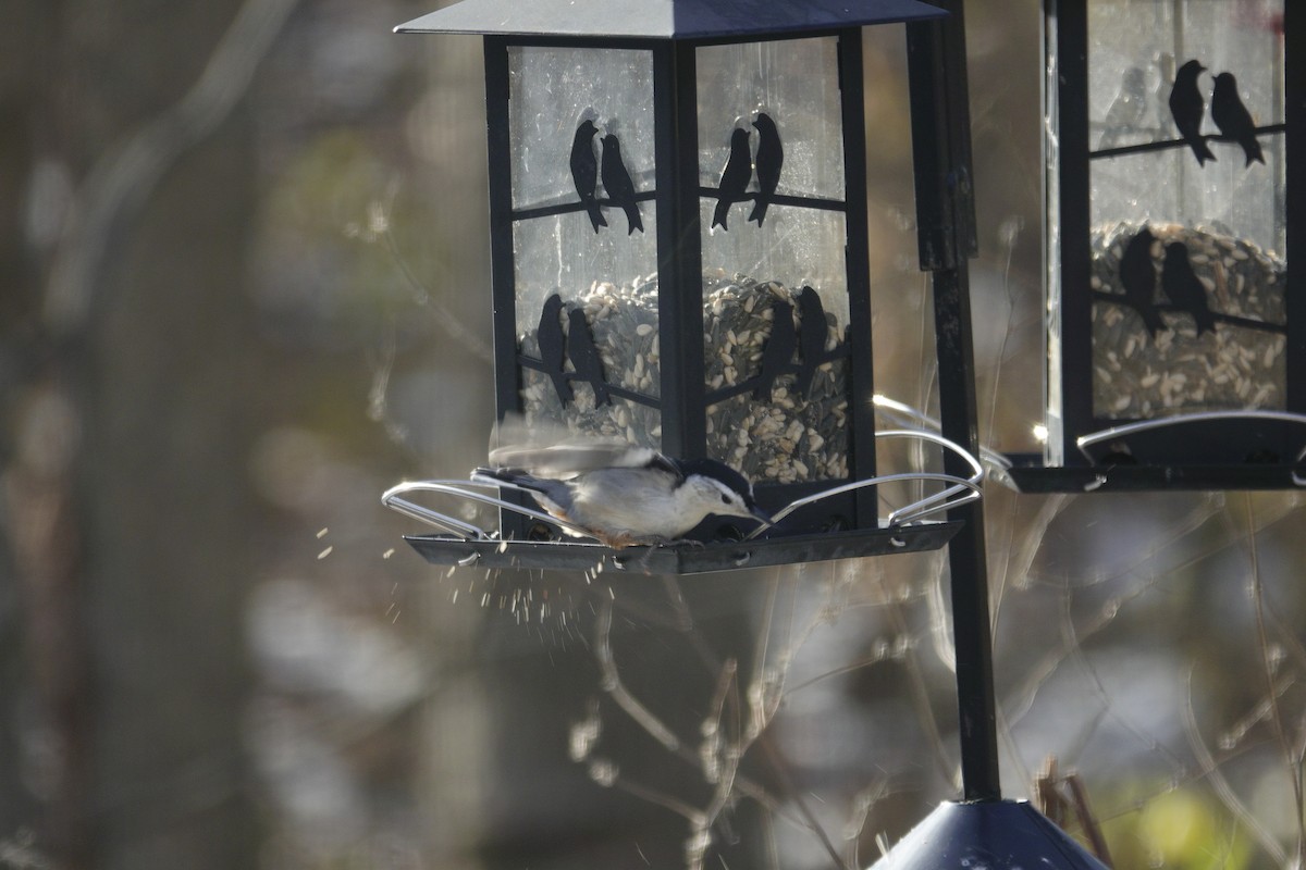 Sittelle à poitrine blanche - ML646979199