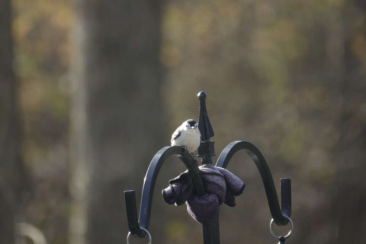 Sittelle à poitrine blanche - ML646979200