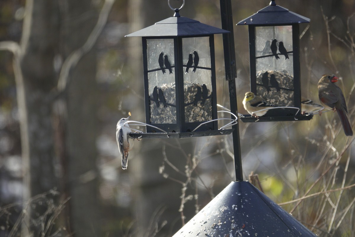 Sittelle à poitrine blanche - ML646979201