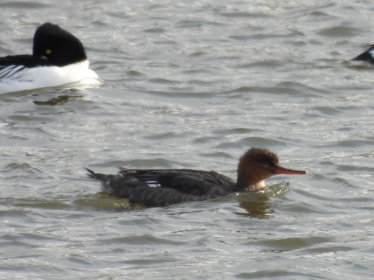 Red-breasted Merganser - ML646979202