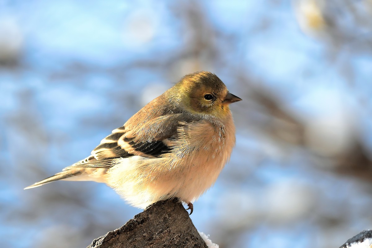 čížek žlutý - ML646979211