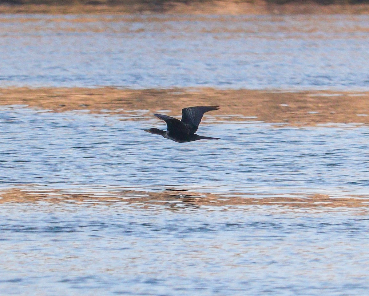 kormorán dlouhoocasý - ML646979215