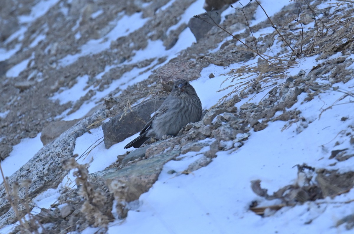 Great Rosefinch - ML646979226