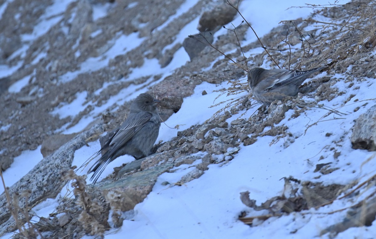 Great Rosefinch - ML646979227