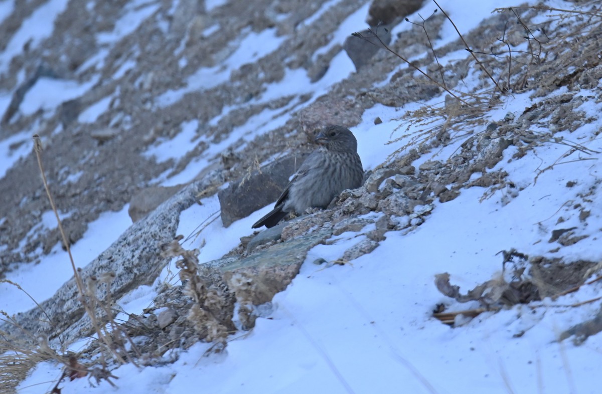 Great Rosefinch - ML646979228