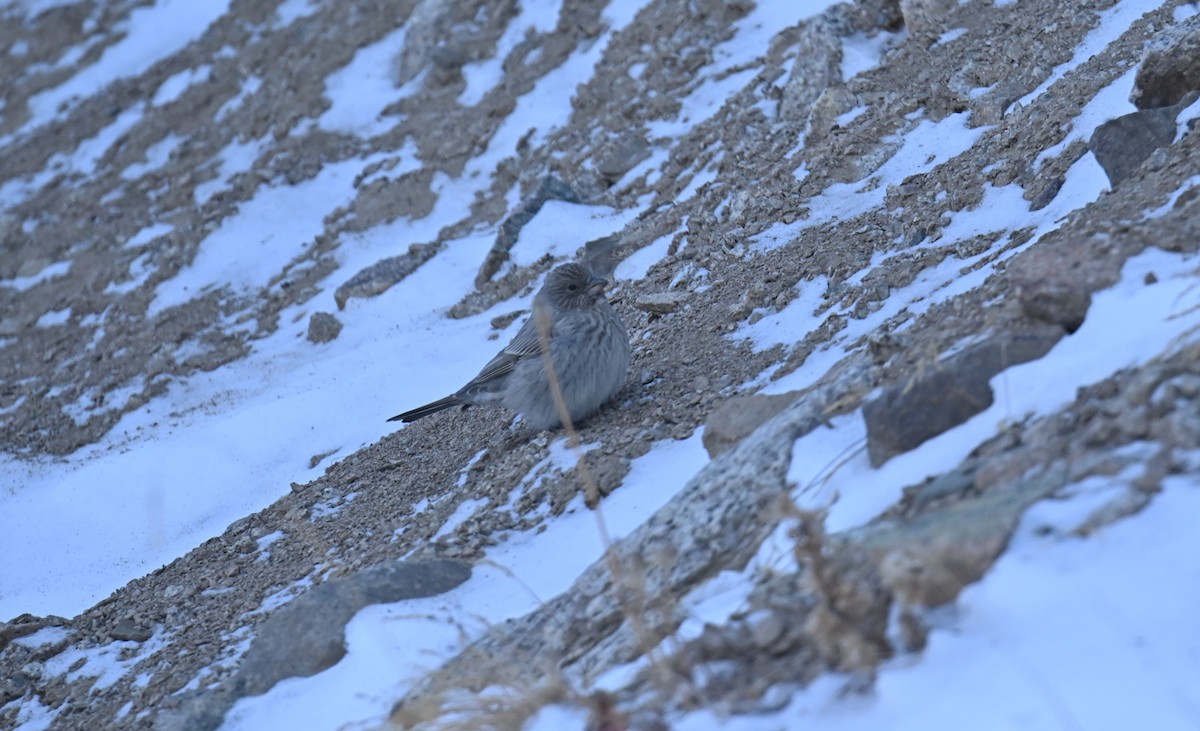 Great Rosefinch - ML646979229