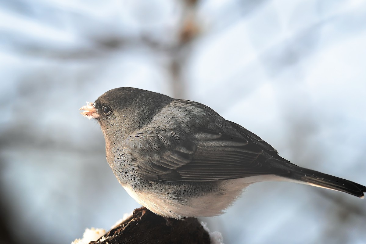 strnadec zimní - ML646979236