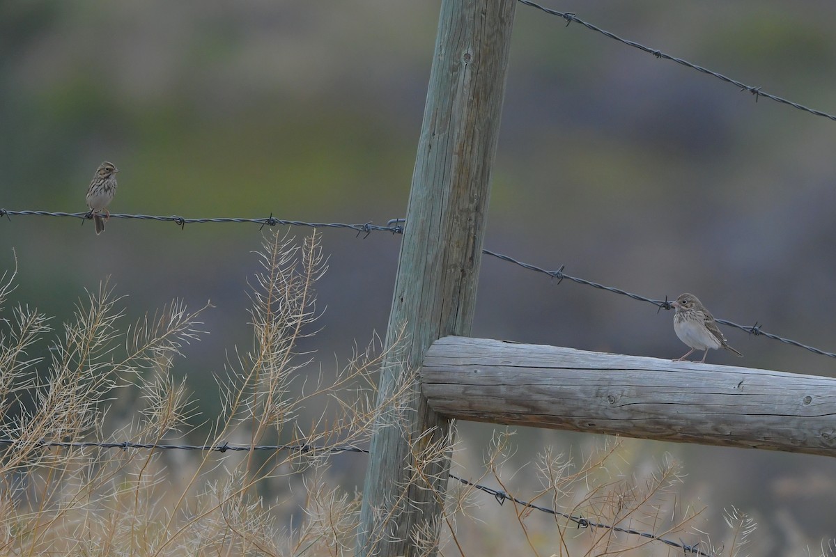 Vesper Sparrow - ML646979238