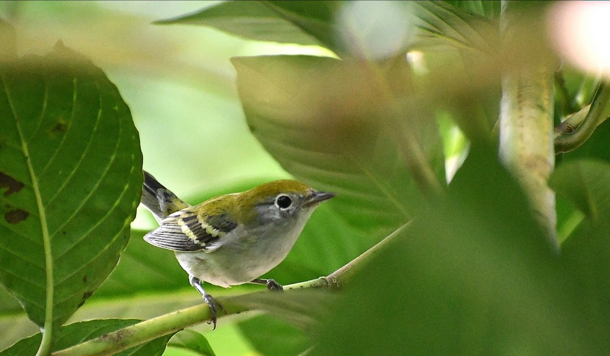 Chestnut-sided Warbler - ML646979243