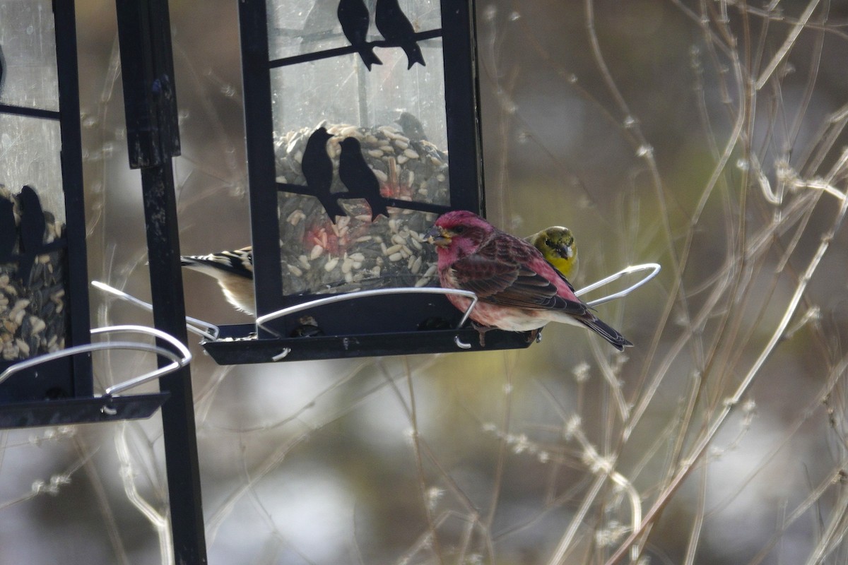 Purple Finch - ML646979244