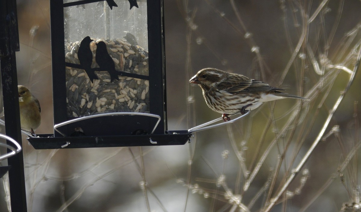 Purple Finch - ML646979245