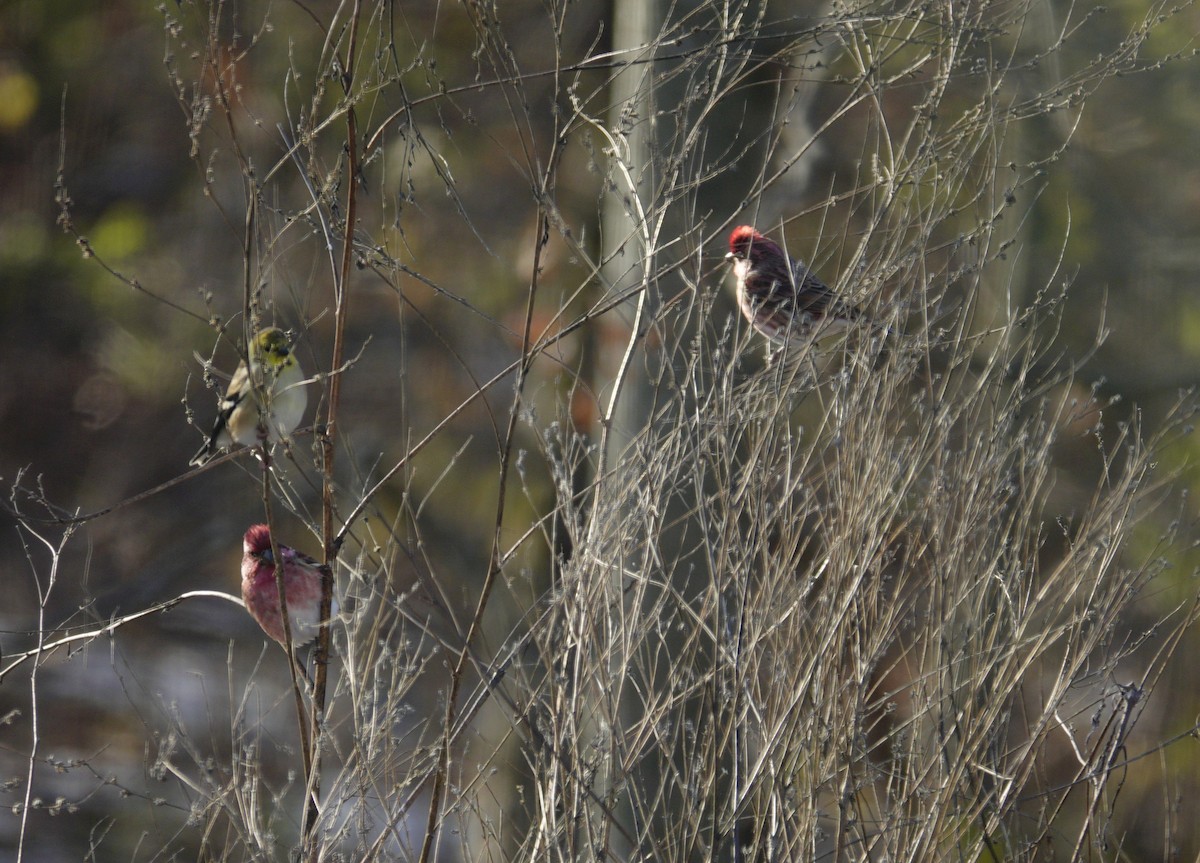 Purple Finch - ML646979246