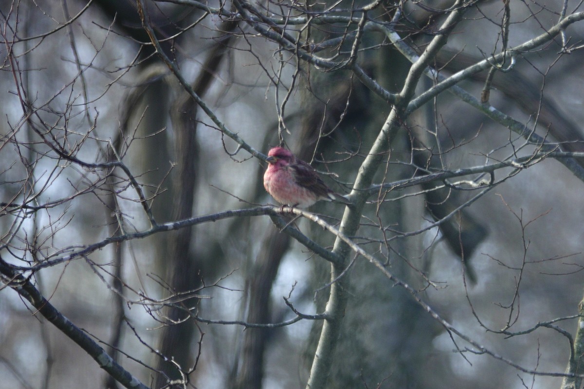 Purple Finch - ML646979247